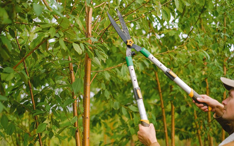 Tree trimming in Claypool, IN